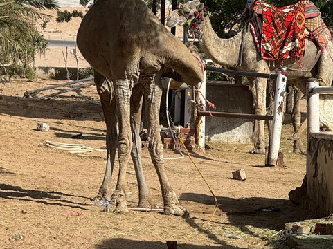 Sea Horse Dahab-Sahl Hasheesh必去景点