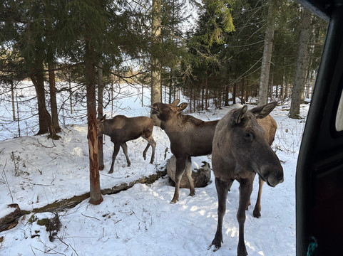 Virum Algpark-Vimmerby必去景点