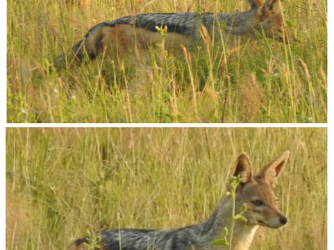 Shadows of Africa-阿鲁沙必去景点