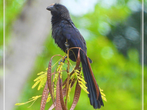 哈西恩达萨马纳湾酒店及住宅