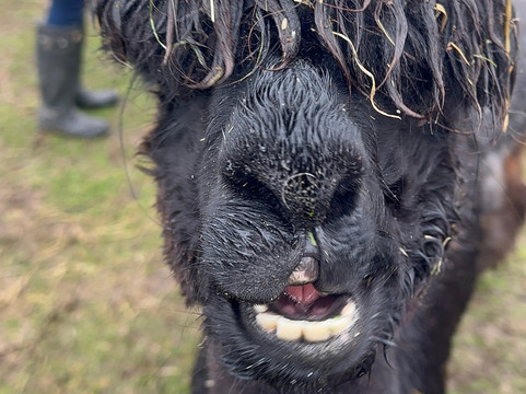 Woolly Experiences Therapy Farm-Mold必去景点