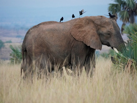 Nature Responsible Safari Uganda-恩德培必去景点