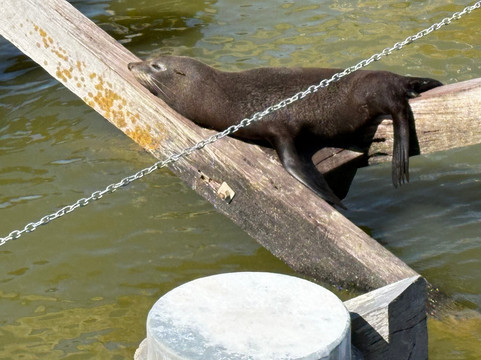 Spirit of the Coorong Cruises-Goolwa必去景点
