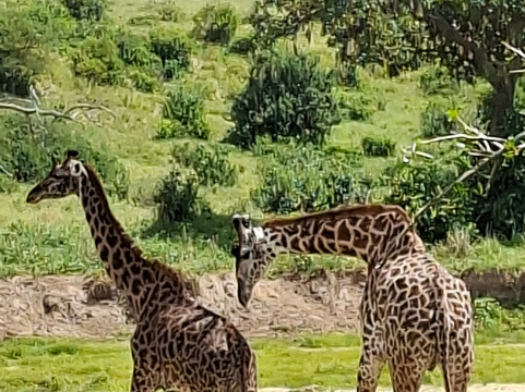 Travel wise Safari-阿鲁沙必去景点