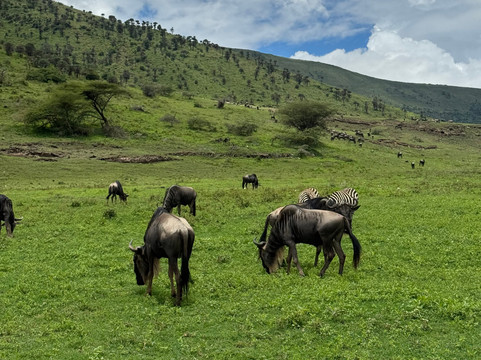 Peaceful Expeditions-莫西必去景点