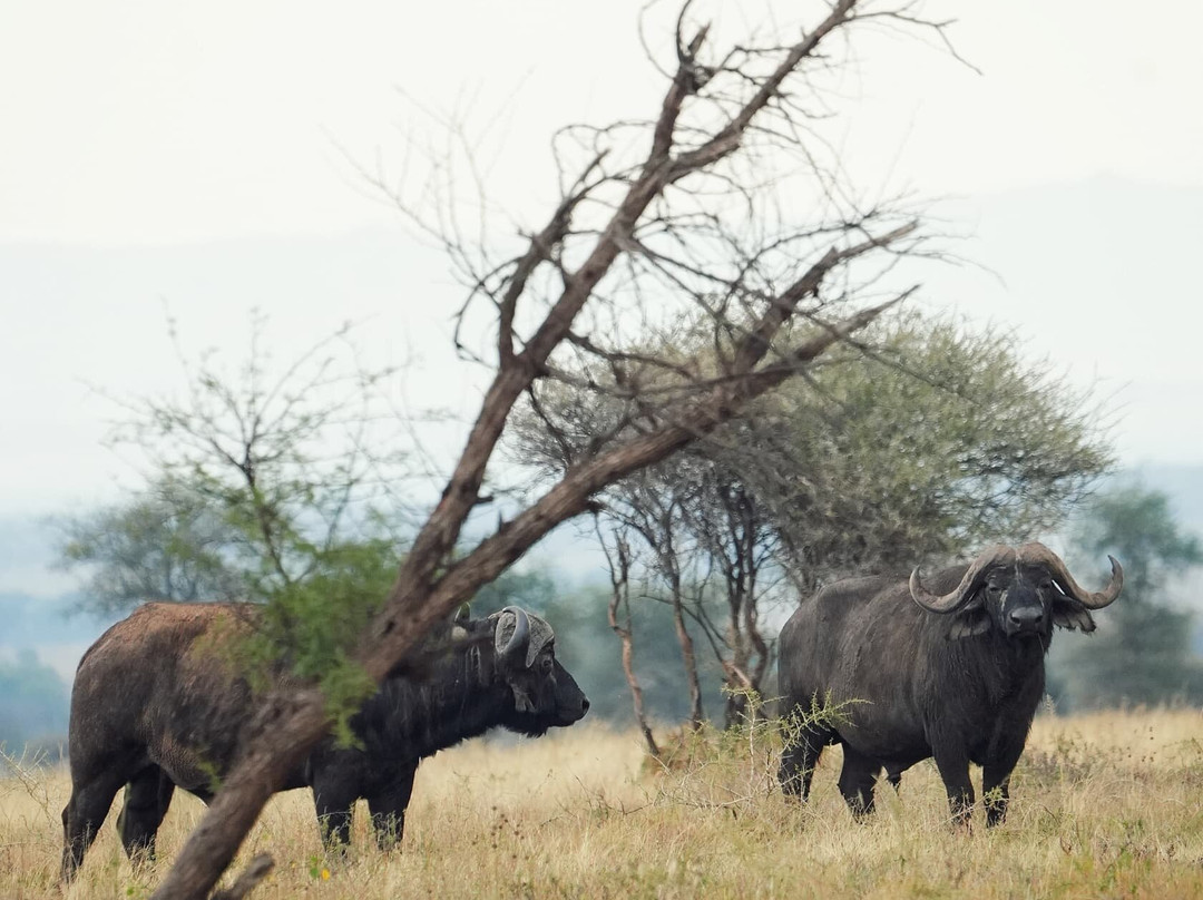 Tanzania Wildheart Adventures-阿鲁沙必去景点