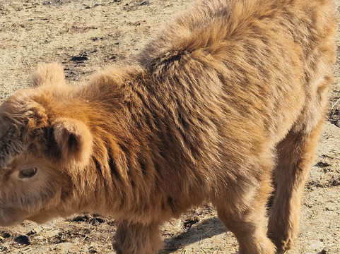 Geise Farm-Thurso必去景点
