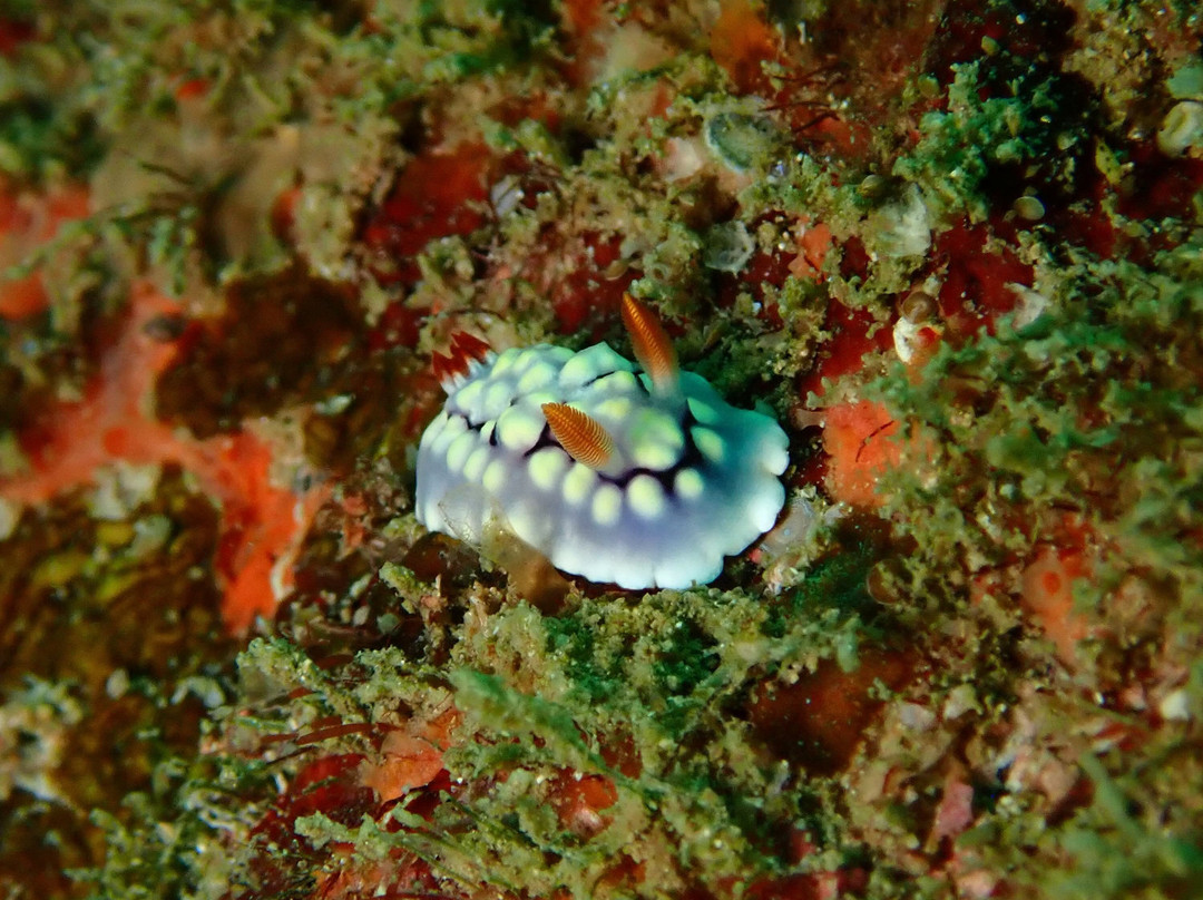 Kalpitiya Diving Center-卡尔皮蒂耶必去景点