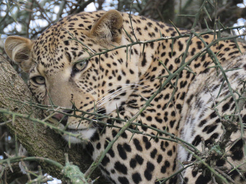 Earthlife Expeditions-阿鲁沙必去景点