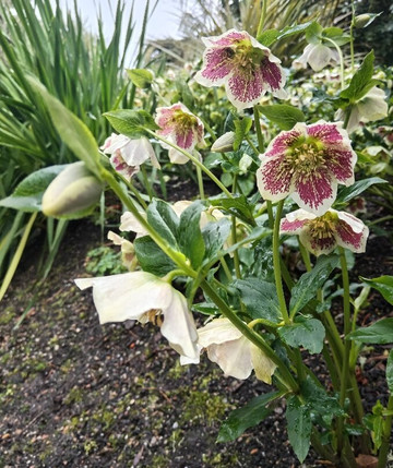 Glendurgan Garden-法尔茅斯必去景点