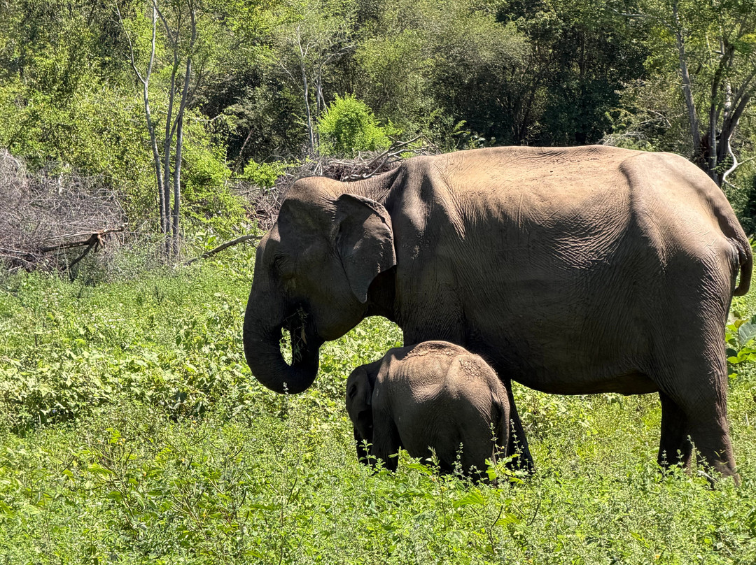 Udawalawe Safari Kingdom-乌达瓦拉瓦必去景点