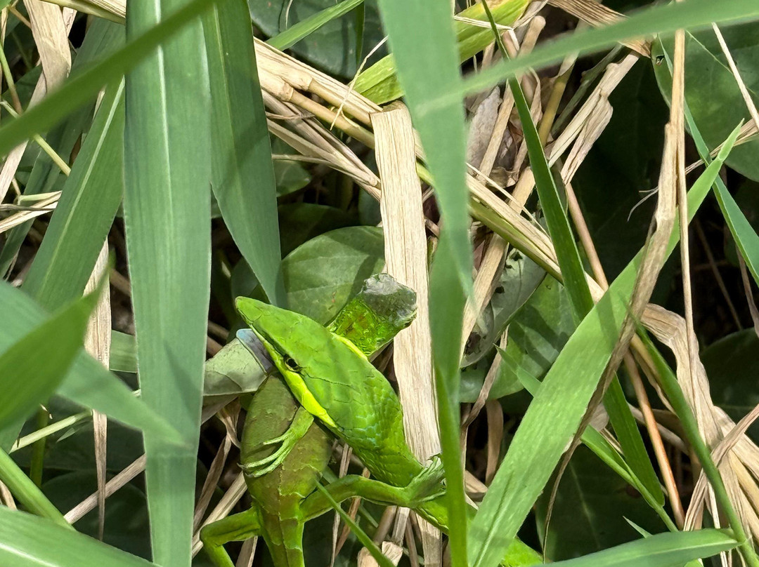 Harpy Eagle Tortuguero-托图杰多必去景点