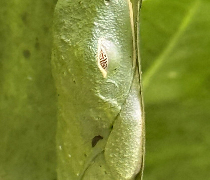 The Wellness Park Arenal & Ecolodge-福德圣卡洛斯必去景点