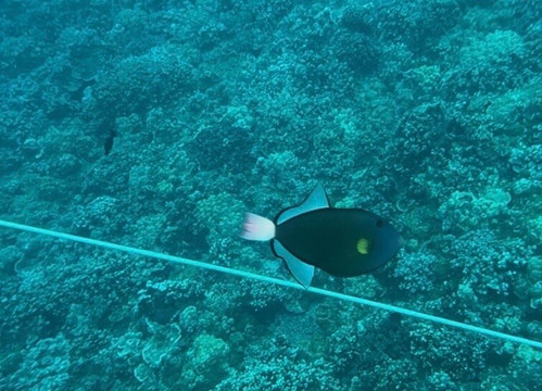 Maui Snorkeling-玛阿拉也亚必去景点