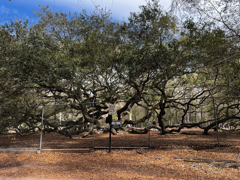 Angel Oak Tree-Johns Island必去景点