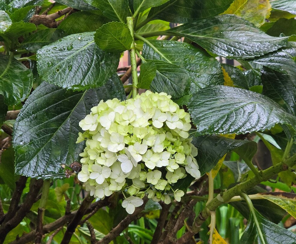 Lanka Classy Tours-凯拉尼亚必去景点