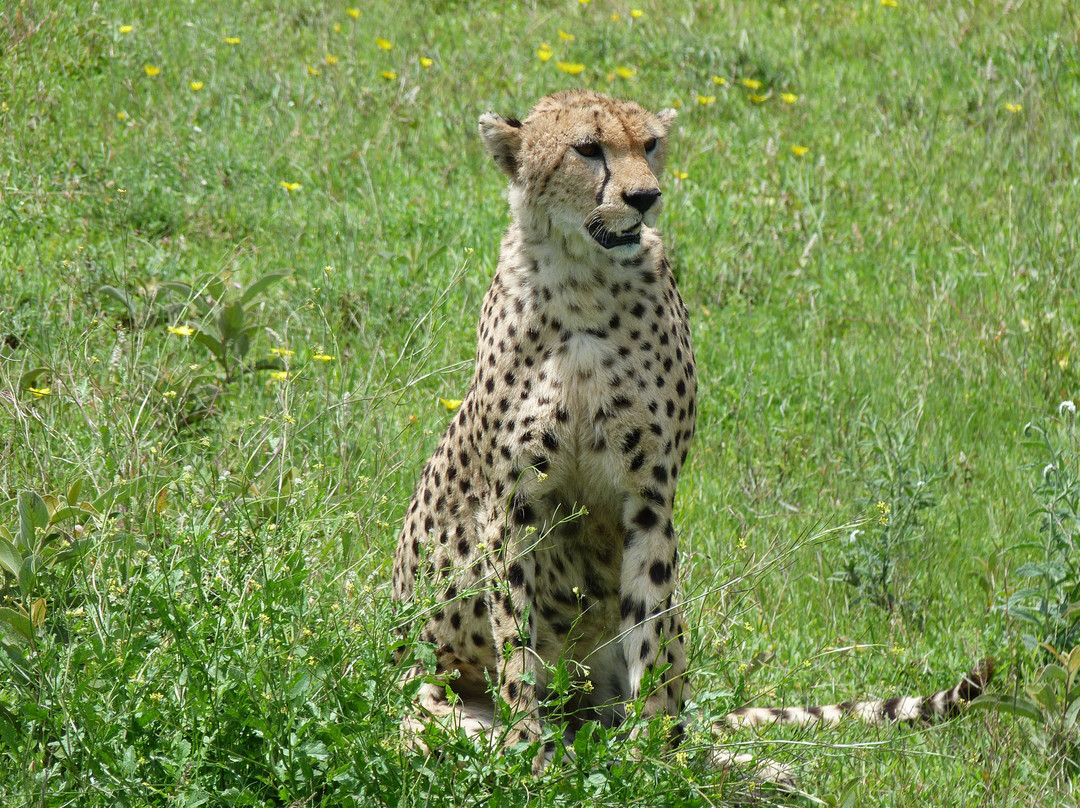 Tanzania-Experience-阿鲁沙必去景点