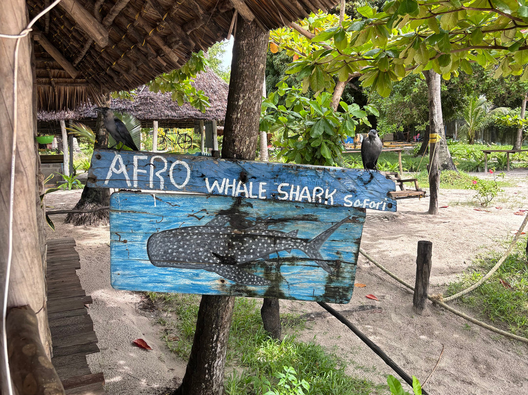 Mafia Whale Shark Tours-Kilindoni必去景点