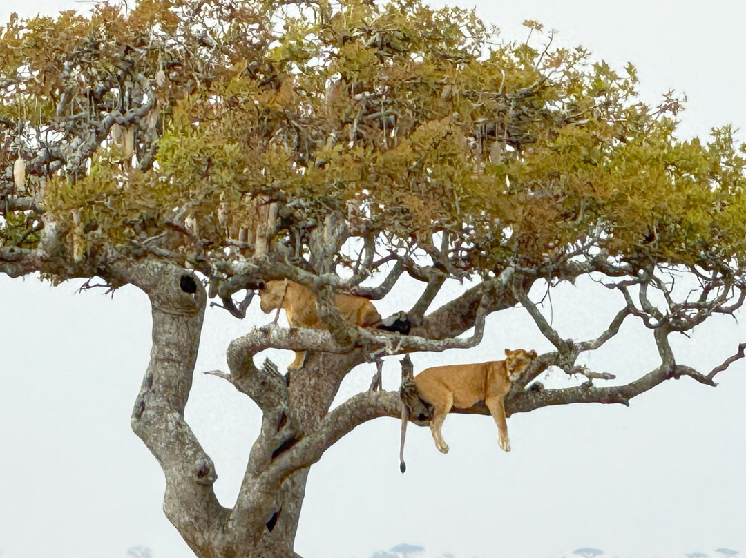 African Scenic Safaris-莫西必去景点
