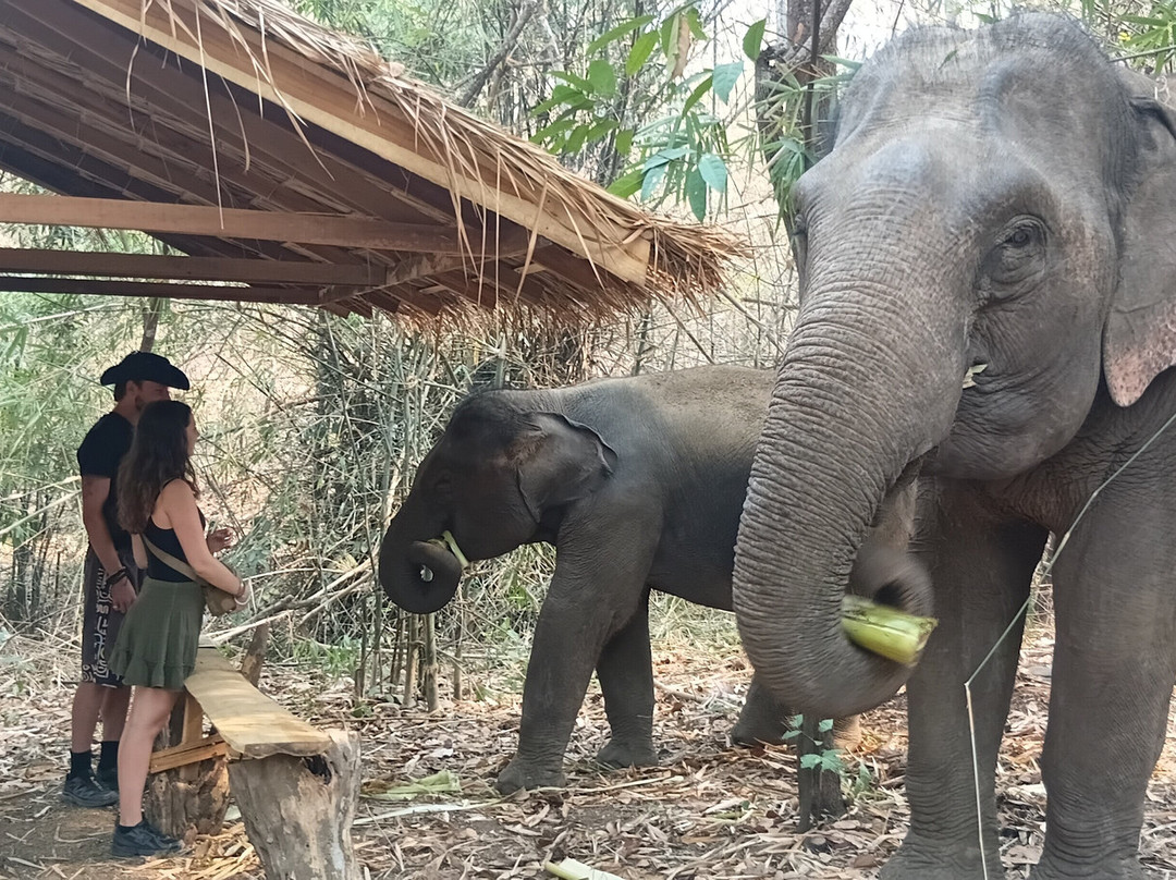 Luang Prabang Elephant New Home