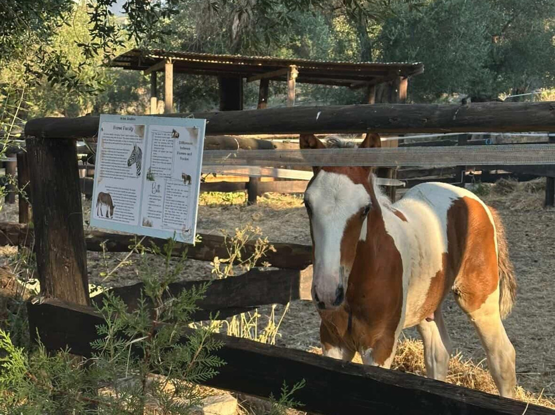 North Corfu Horses-Peritheia必去景点