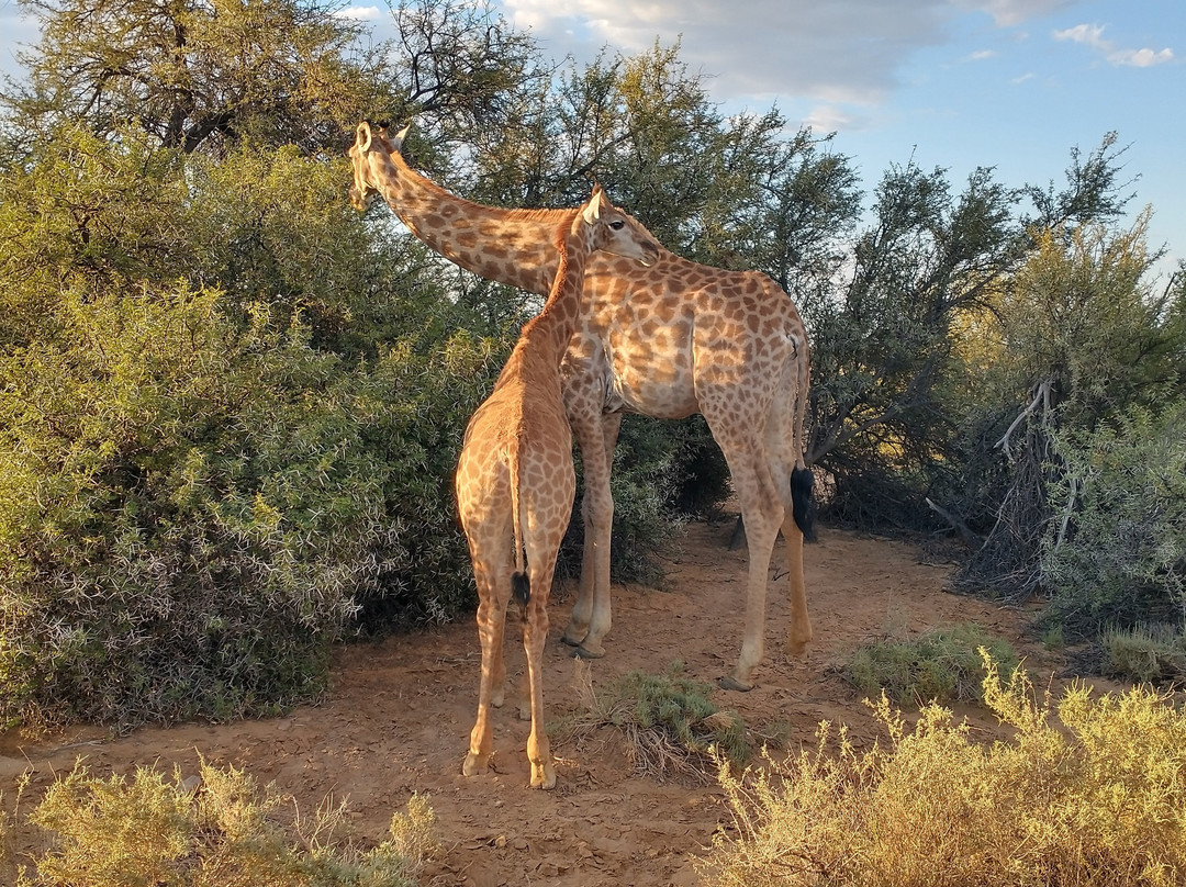 Go Safari-约翰内斯堡必去景点