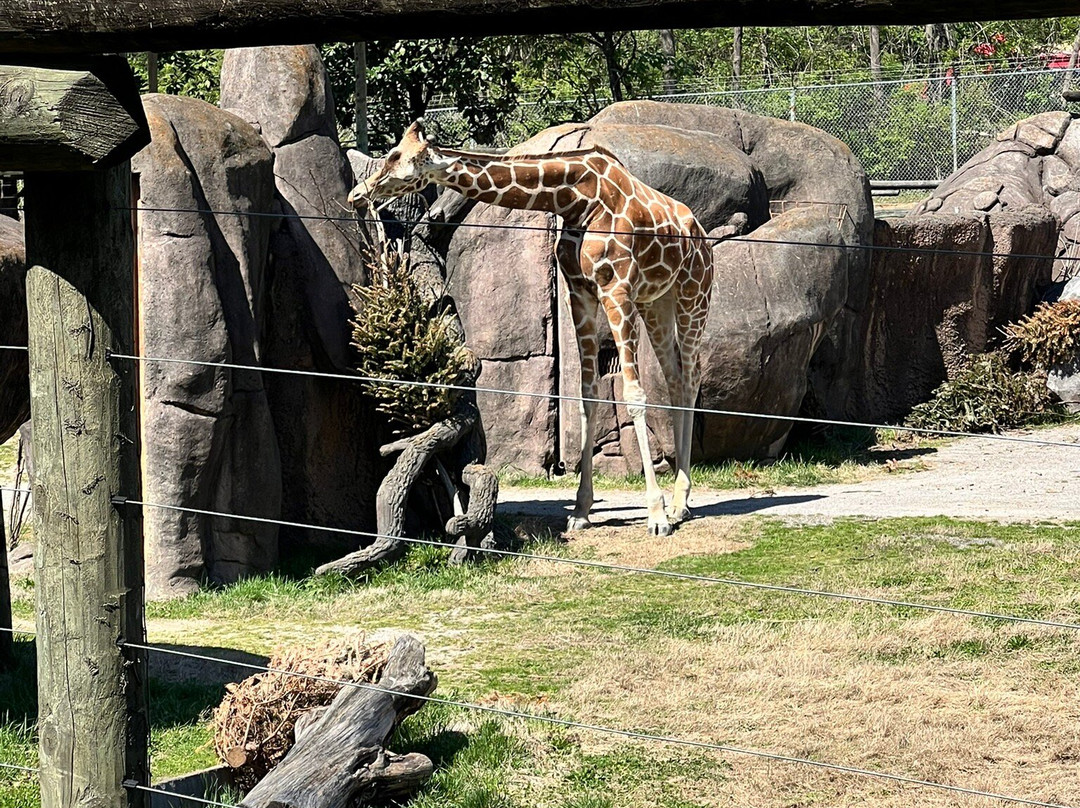 Zoo Knoxville-诺克斯维尔必去景点