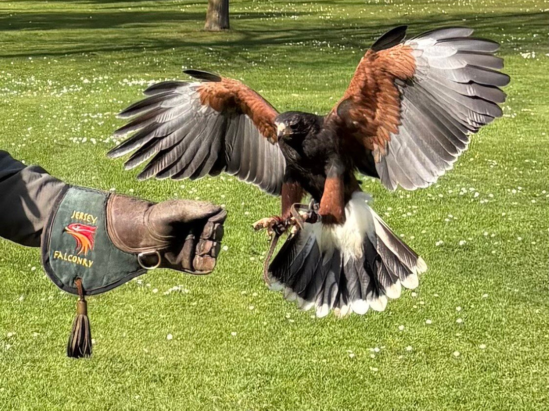 Jersey Falconry-St. John必去景点