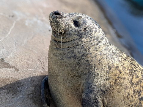 Sea Life Scarborough-斯卡伯勒必去景点