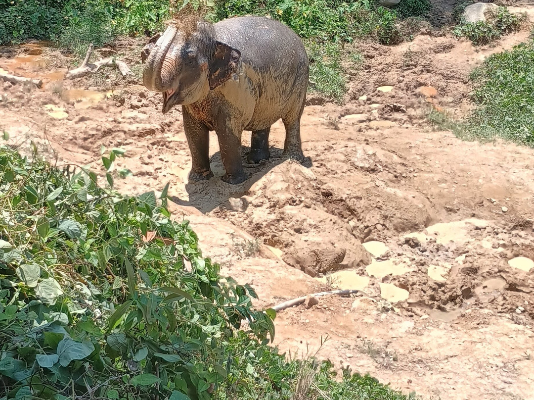 Hidden Forest Elephant Reserve-查龙必去景点