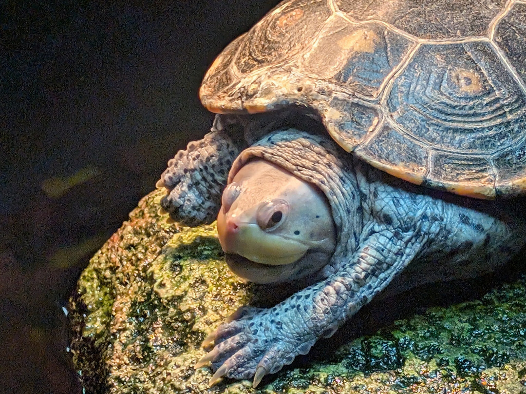 Marineland Dolphin Adventure-Marineland必去景点