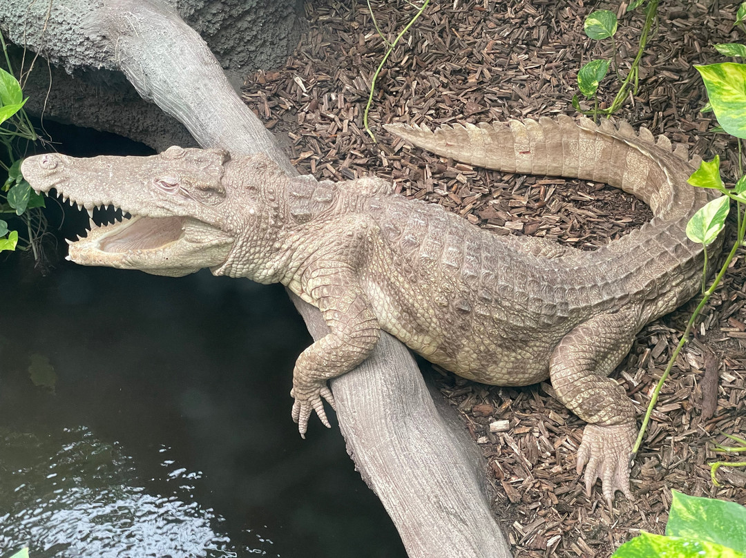 Krokodille Zoo-Eskilstrup必去景点