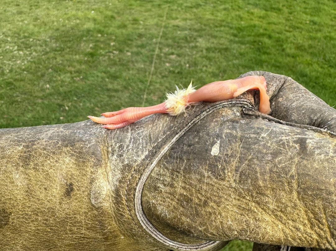 Surrey Hills Falconry-Ockley必去景点