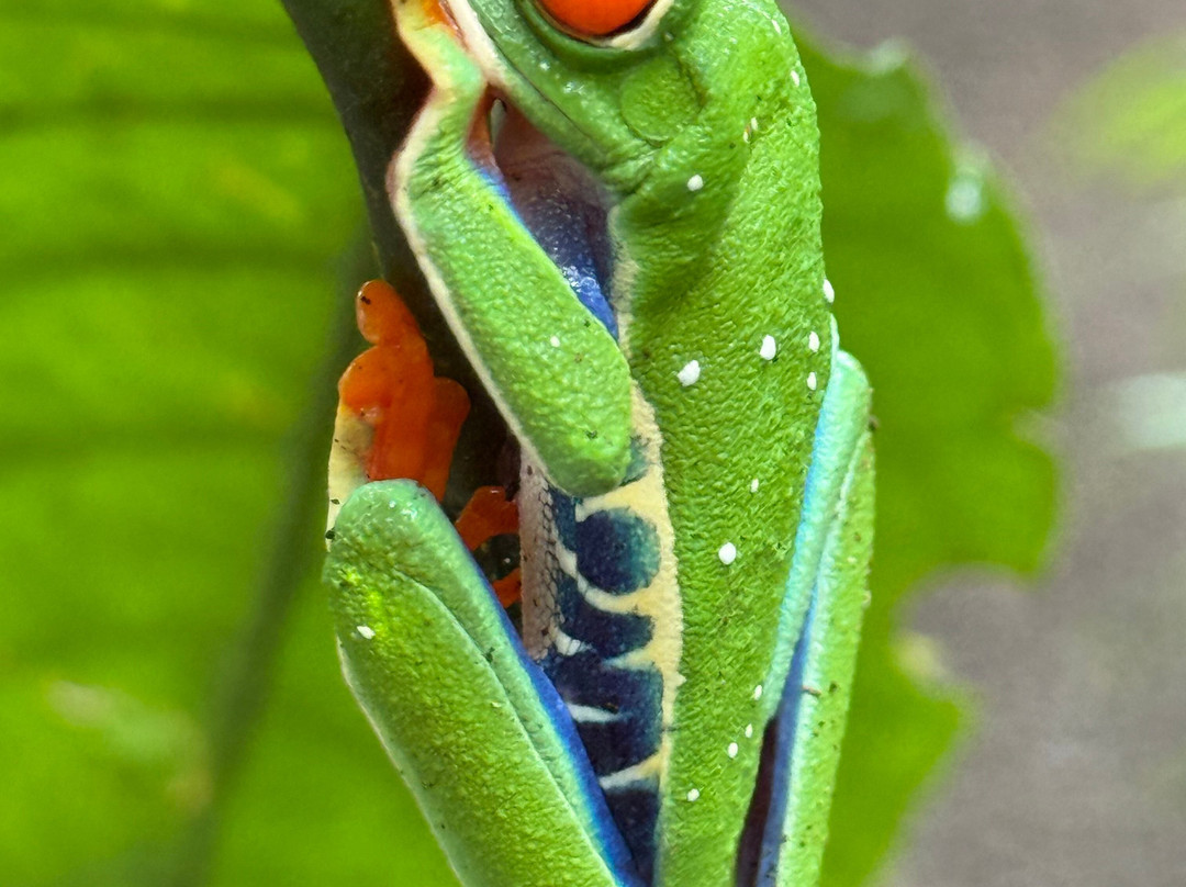 ConchalFun-孔查沙滩必去景点