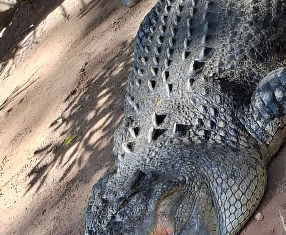 Billabong Zoo Koala & Wildlife Park-麦克夸利港必去景点