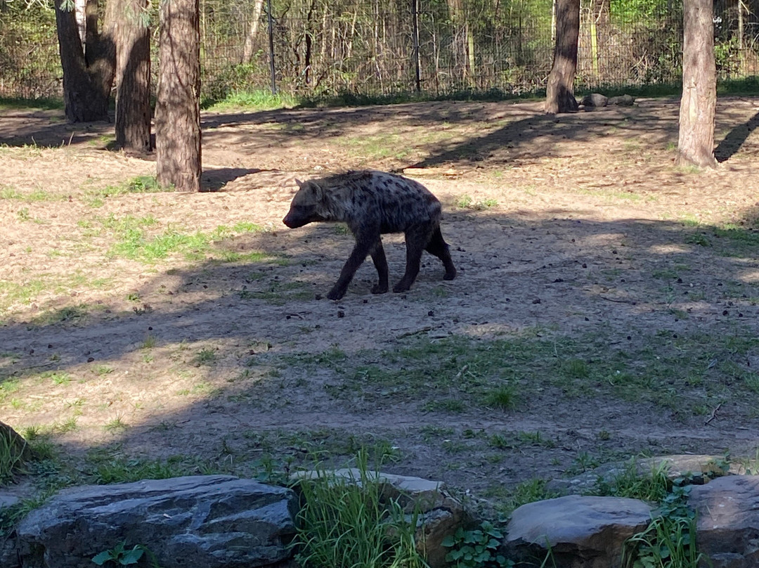 Beekse Bergen Safari Park-希尔法伦贝克必去景点