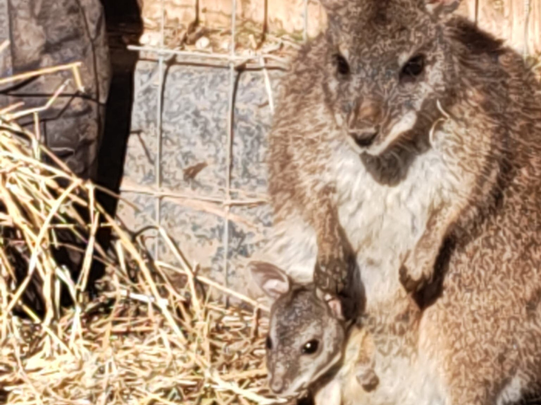 Nanny Sharon's Alpaca Farm C.I.C-Prenton必去景点
