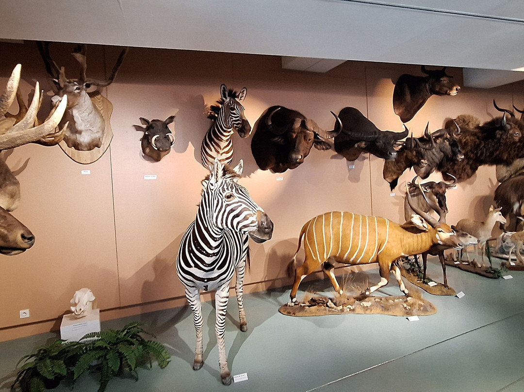 Muséum d'Histoire Naturelle de Tours-图尔必去景点