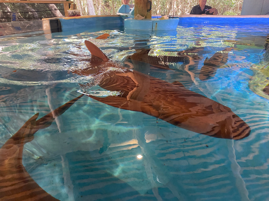 Florida Keys Aquarium Encounters-马拉松必去景点