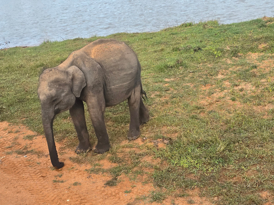 TRY LANKA TRAVEL-加勒必去景点