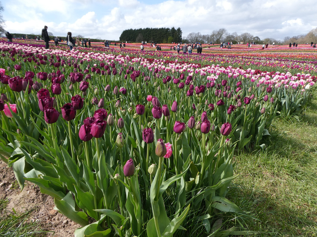 Tulleys Tulip Garden - Warwickshire-沃里克必去景点