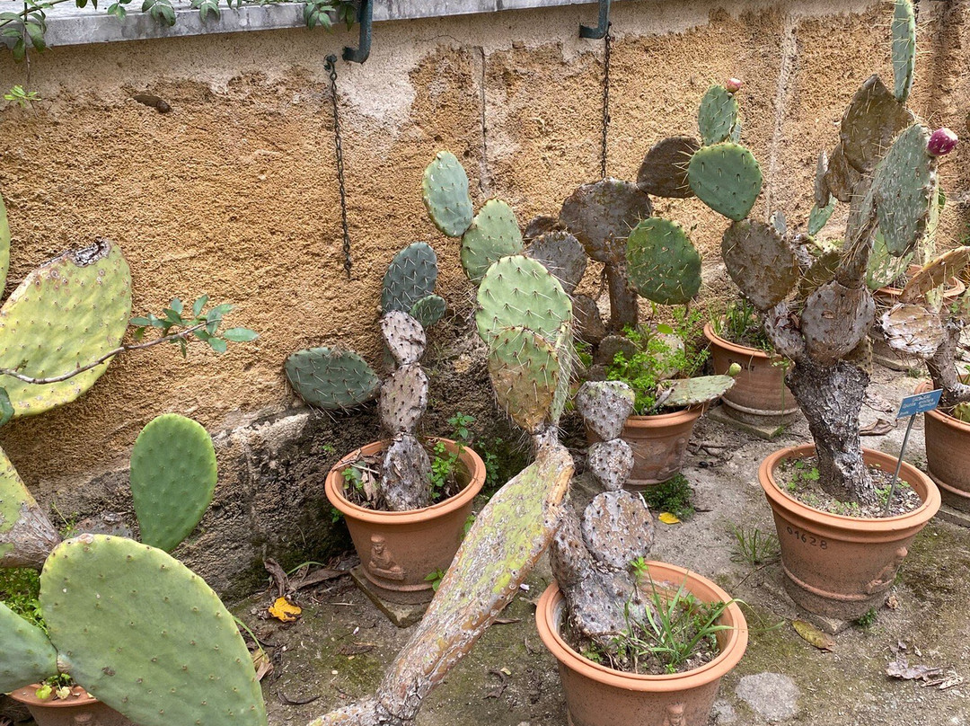 Orto Botanico-巴勒莫必去景点