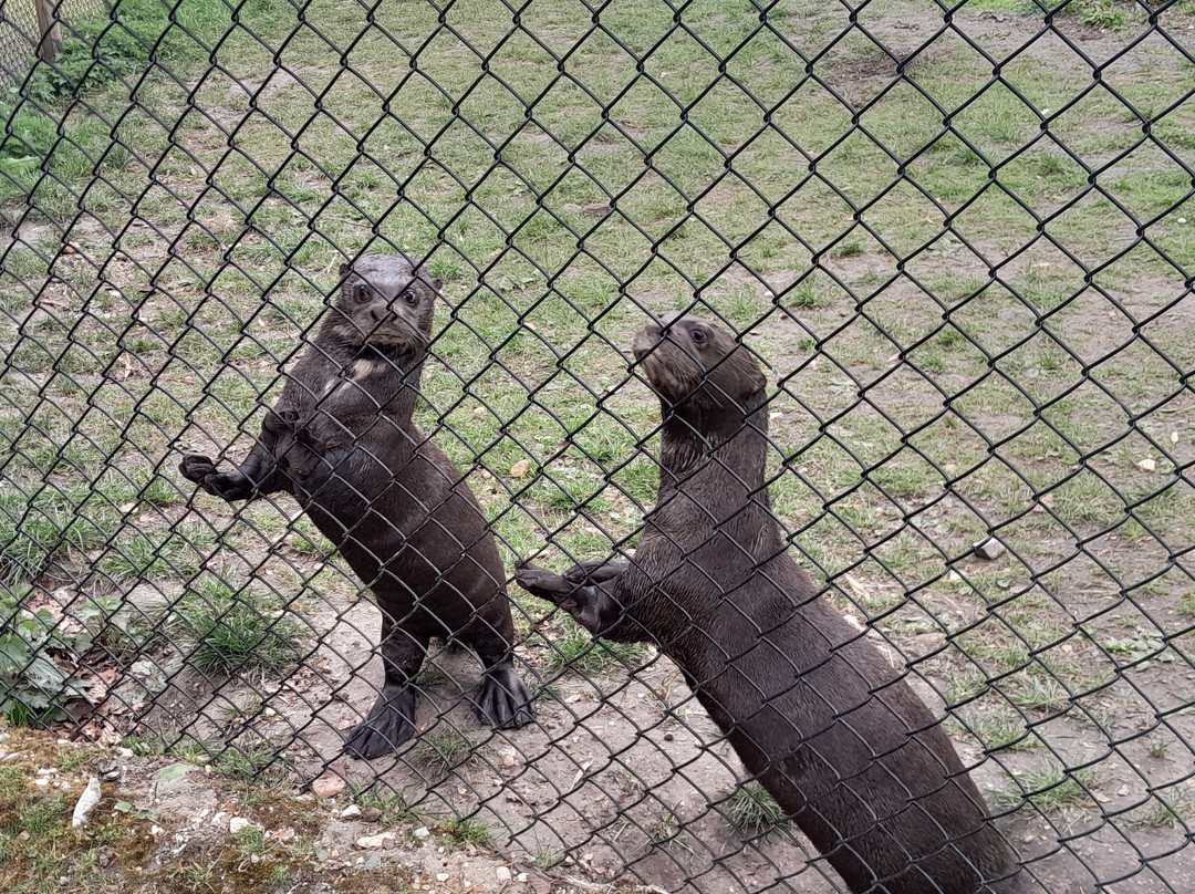 New Forest Wildlife Park-Ashurst必去景点