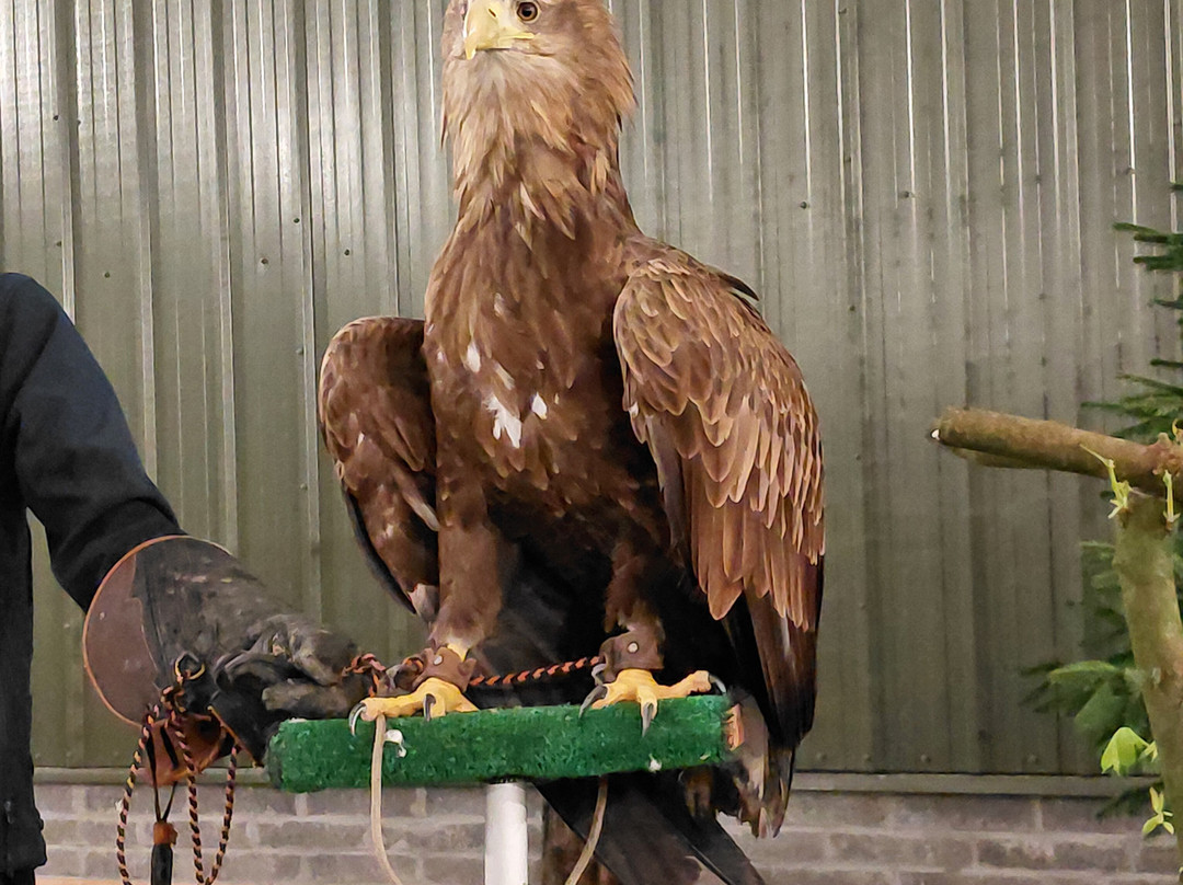 The British Bird of Prey Centre-喀麦登必去景点
