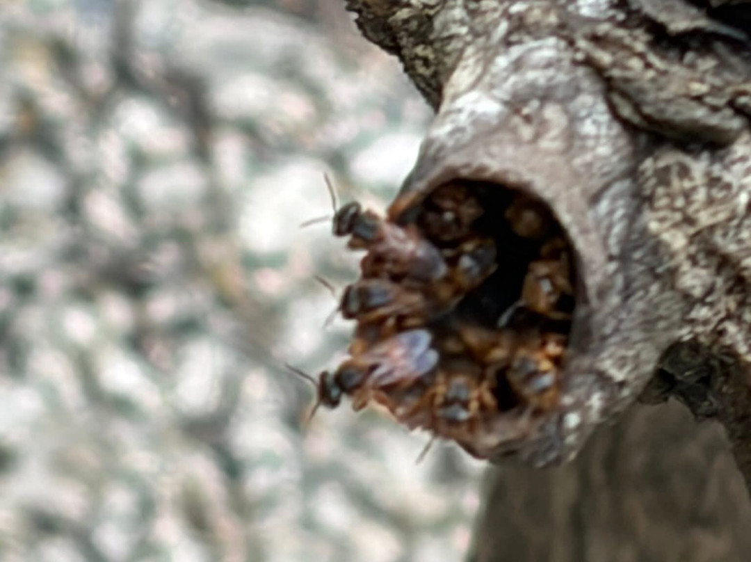 Mayan Bee Sanctuary-San Miguel de Cozumel必去景点