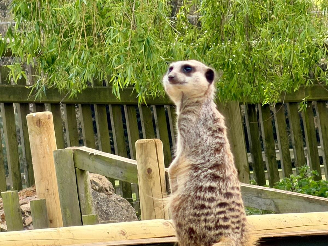 Woburn Safari Park-Woburn必去景点