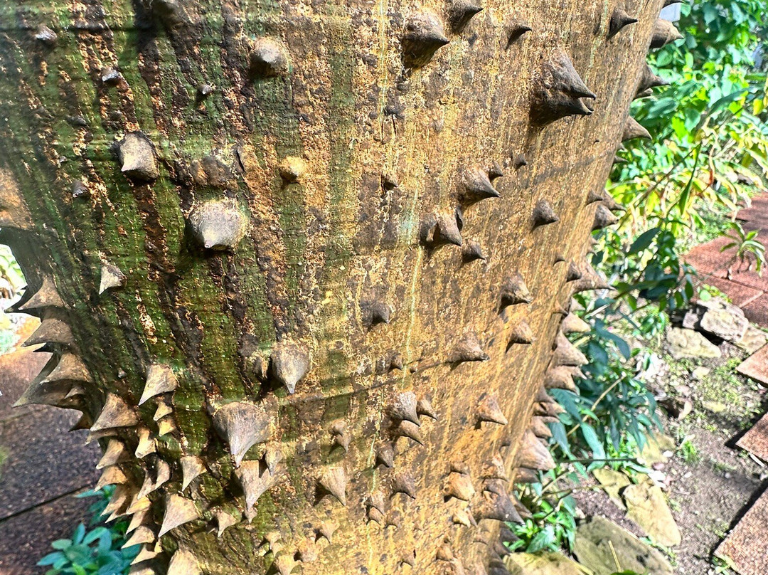 Dundee Botanic Garden-敦提必去景点