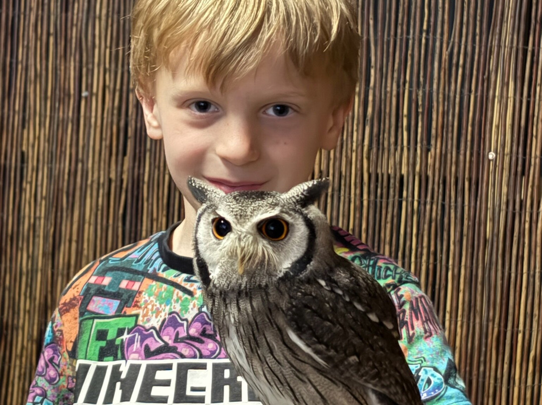 Willow's Birds of Prey - Hobbledown Adventure Farm Park and Zoo