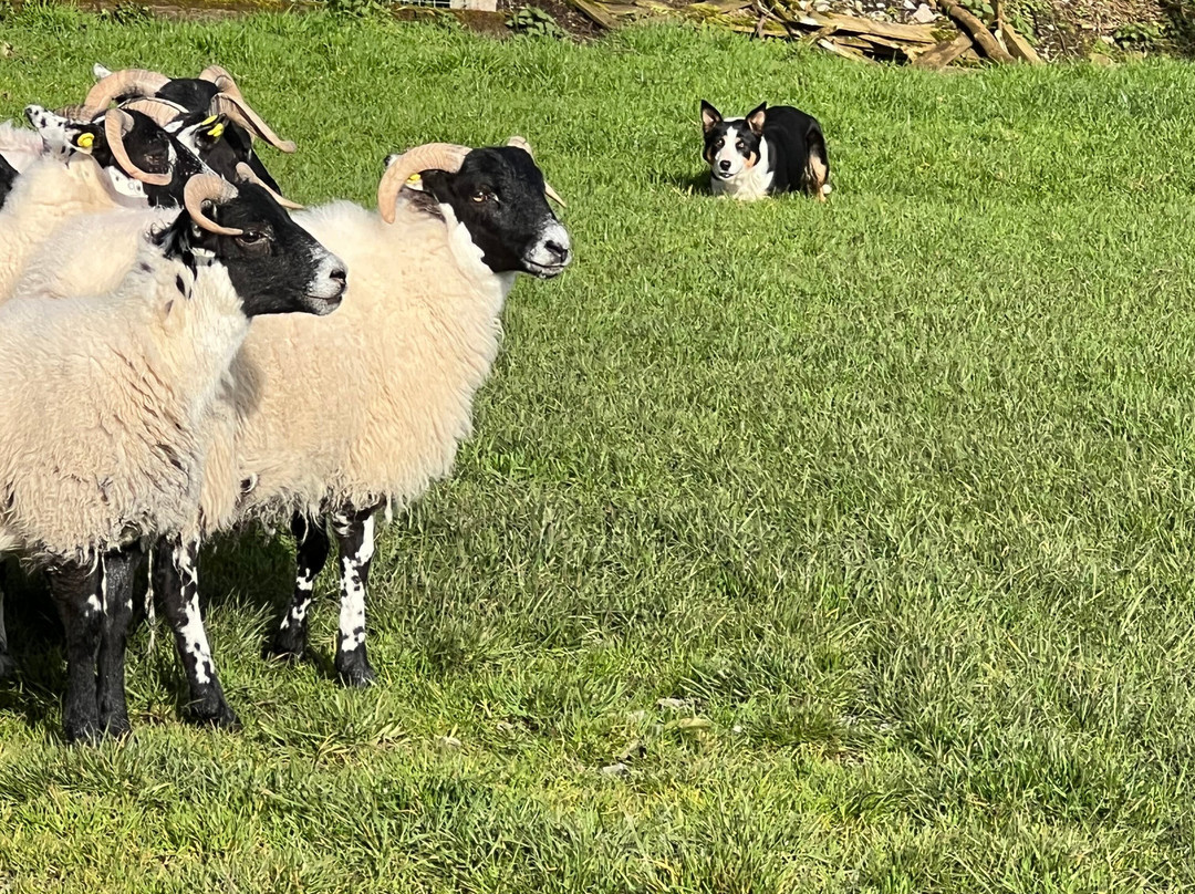 Atlantic Sheepdogs-Grange必去景点