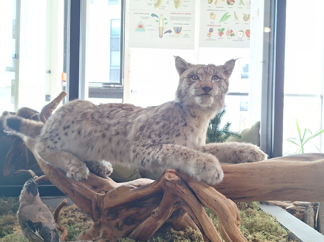 Pernova Nature House-派尔努必去景点